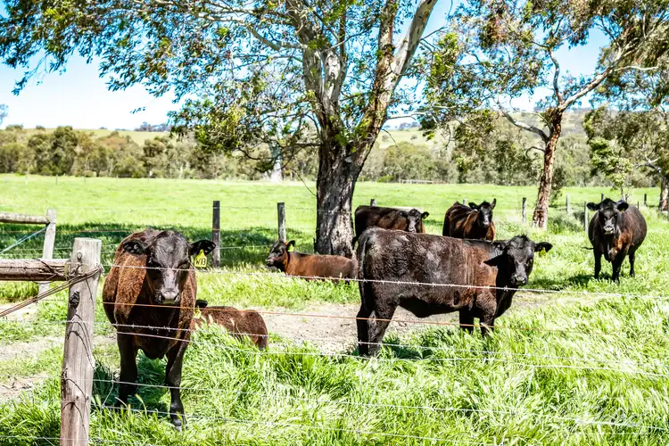 Third view of Homely rural property listing, 22 Memory Grove, Lower Inman Valley SA 5211