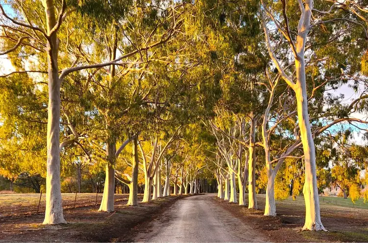 Second view of Homely rural property listing, 277 McLeans Lane, Ruffy VIC 3666