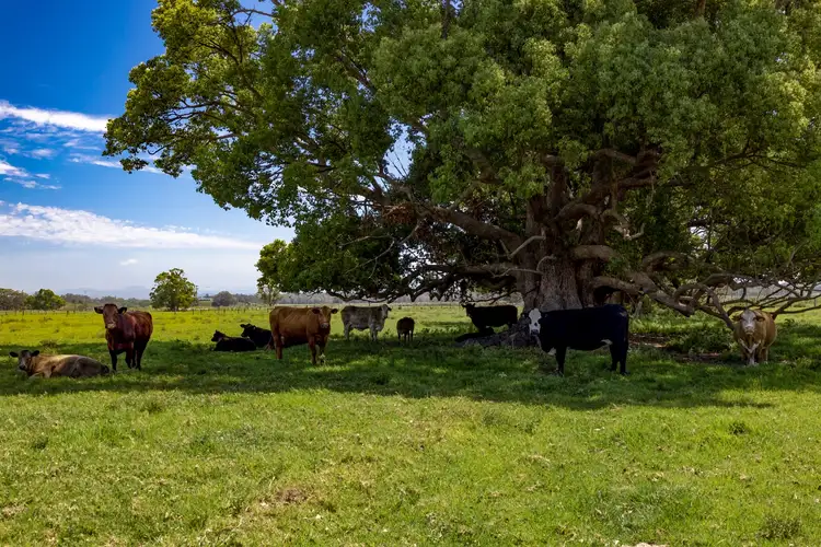 Fourth view of Homely house listing, 1076 Macleay Valley Way, Bellimbopinni NSW 2440