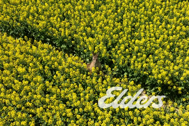 Sixth view of Homely rural property listing, 235 Clearview Road, Savernake NSW 2646