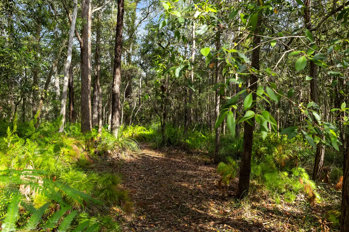 Main view of Homely land listing, 40 Lakewood Drive, Peregian Beach QLD 4573