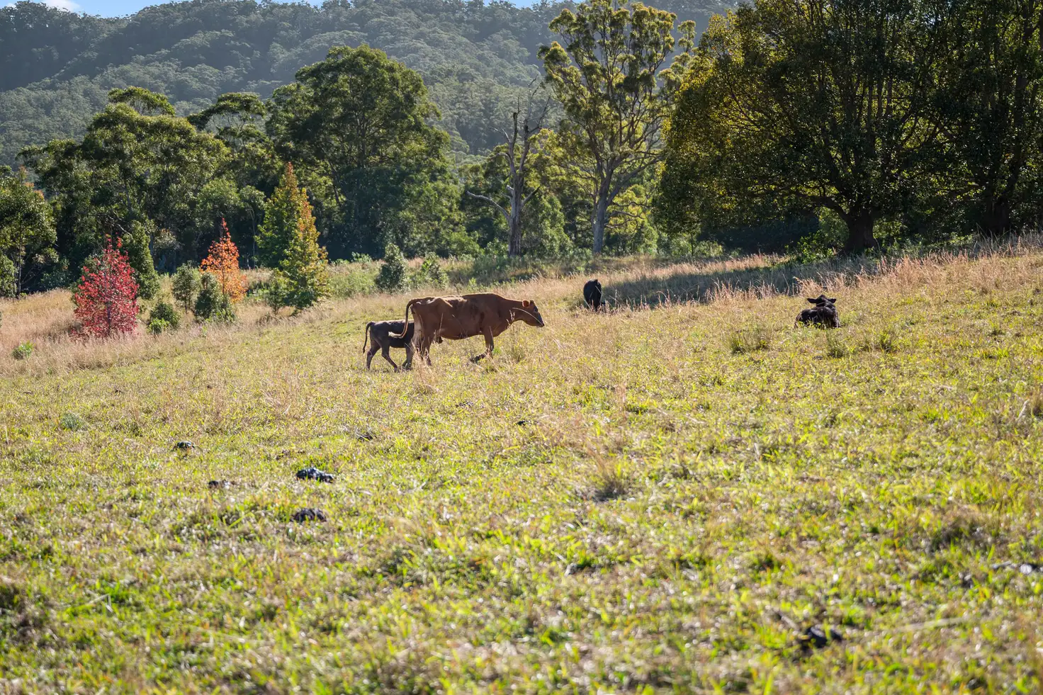 Main view of Homely rural property listing, Lot 1, 218 North Bonville Road, Bonville NSW 2450