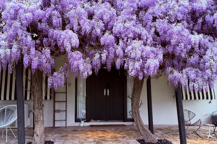 Sixth view of Homely rural property listing, 229 Melrose Road, Mudgee NSW 2850