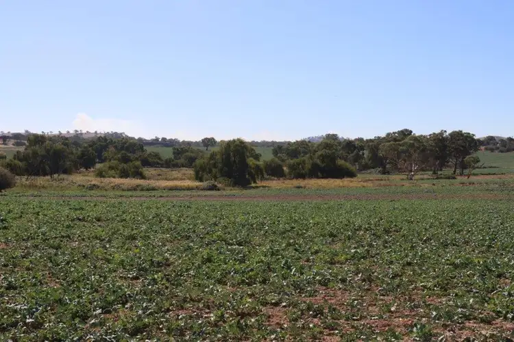 107 Illalong Road, Binalong NSW 2584