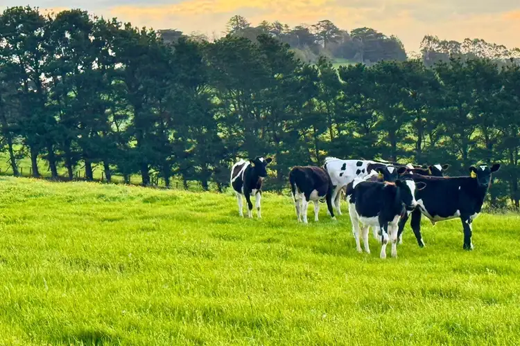 Sixth view of Homely rural property listing, . Naroghid Road, Camperdown VIC 3260