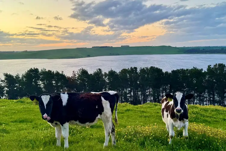 Seventh view of Homely rural property listing, . Naroghid Road, Camperdown VIC 3260