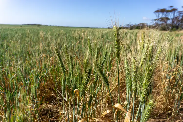 Third view of Homely rural property listing, 177 Taragoro Road, Rudall SA 5642