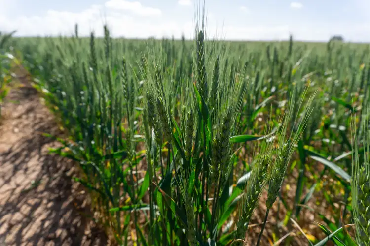 Sixth view of Homely rural property listing, 177 Taragoro Road, Rudall SA 5642