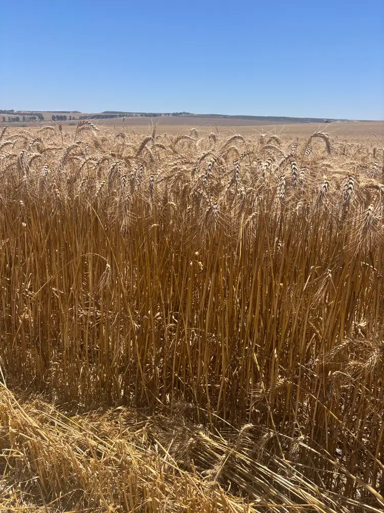 Fifth view of Homely rural property listing, Lot 8 Edward Road, Narngulu WA 6532