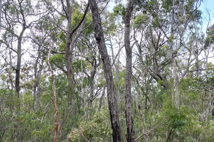 Fourth view of Homely land listing, LOT 4 Cachalot Street, Pindimar NSW 2324