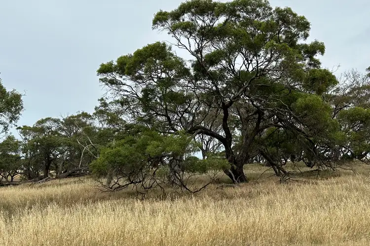 Fifth view of Homely rural property listing, Lot 22 St Ives Road, Red Creek SA 5255