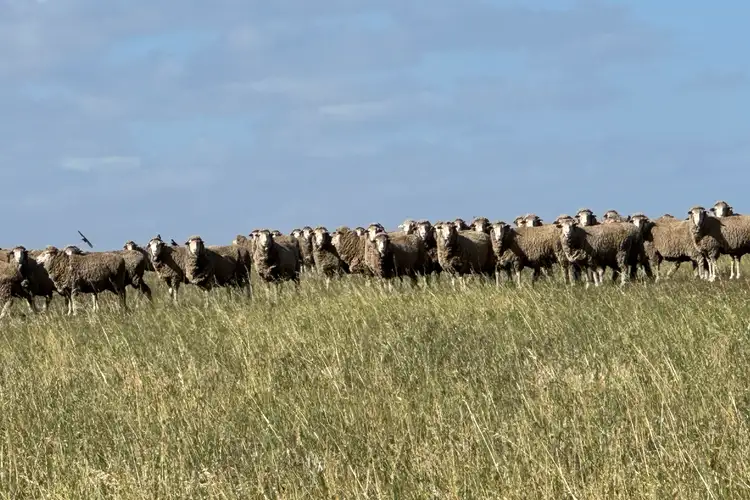 Sixth view of Homely rural property listing, Lot 22 St Ives Road, Red Creek SA 5255