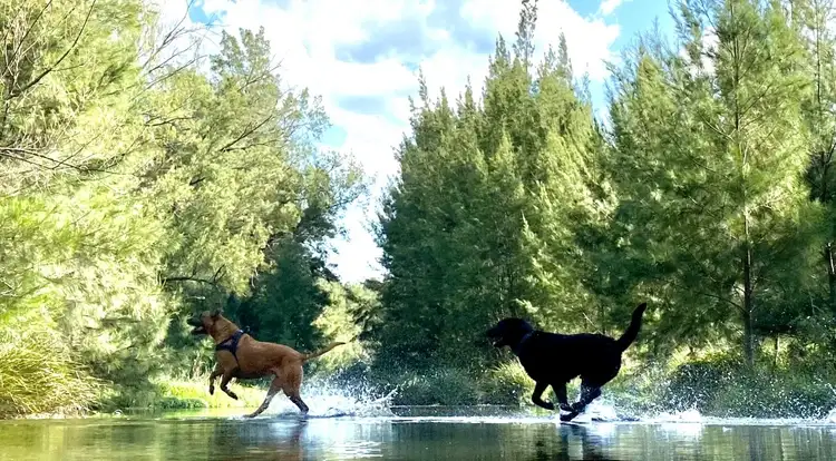 1644 Paterson River Road, Lostock NSW 2311