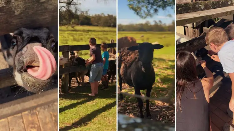 Fourth view of Homely rural property listing, 564 Marsh Road, Bobs Farm NSW 2316