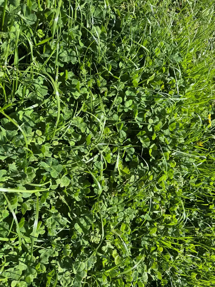 Fifth view of Homely rural property listing, Old Depot Lane, Mortlake VIC 3272