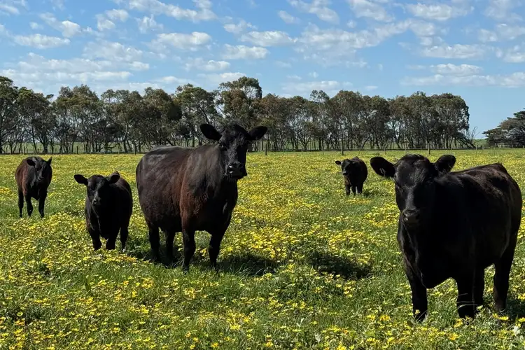Sixth view of Homely rural property listing, Old Depot Lane, Mortlake VIC 3272