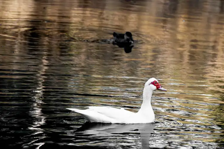 Third view of Homely rural property listing, 88 Dreyer Road, West Toodyay WA 6566
