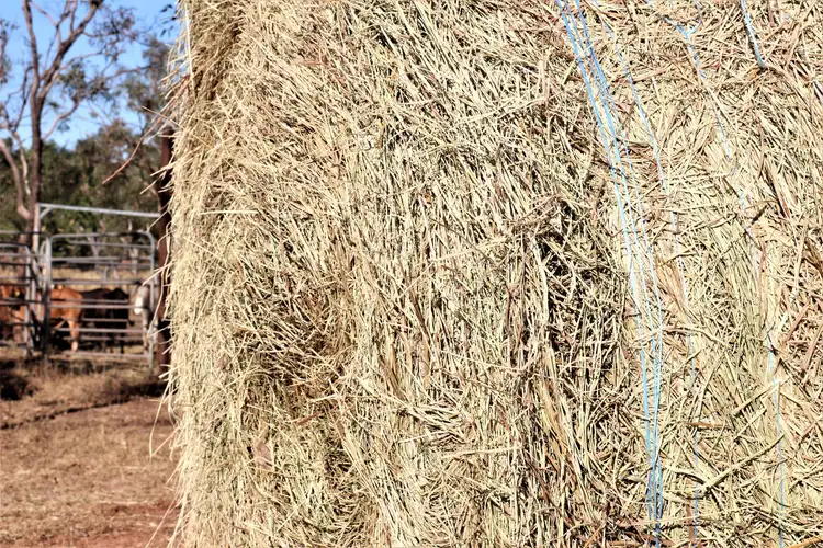 Sixth view of Homely rural property listing, 965 Strickland Road, Adelaide River NT 846