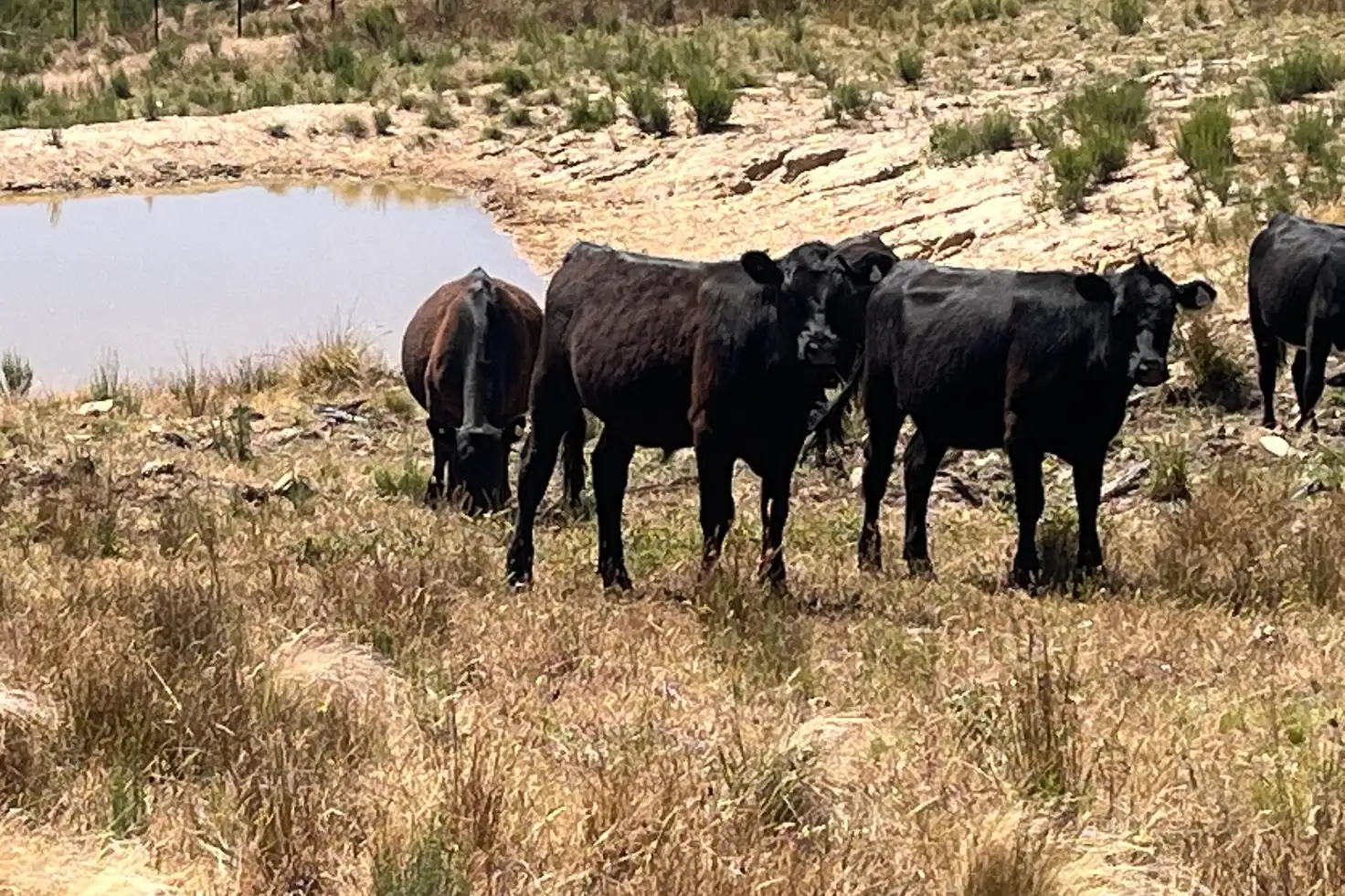 Main view of Homely rural property listing, 386 Williamsons Road, Lewis Ponds NSW 2800