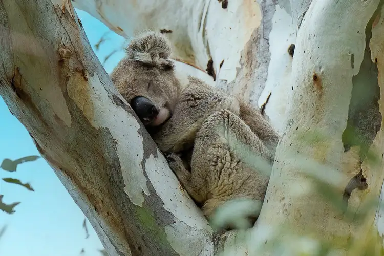 Third view of Homely house listing, 174 Causeway Road, Paringa SA 5340