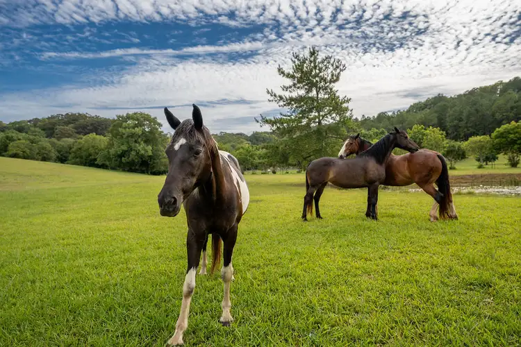 258 Bli Bli Road, Bli Bli QLD 4560