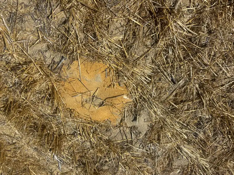 Sixth view of Homely rural property listing, 6062 Coorow-Greenhead Road, Warradarge WA 6518