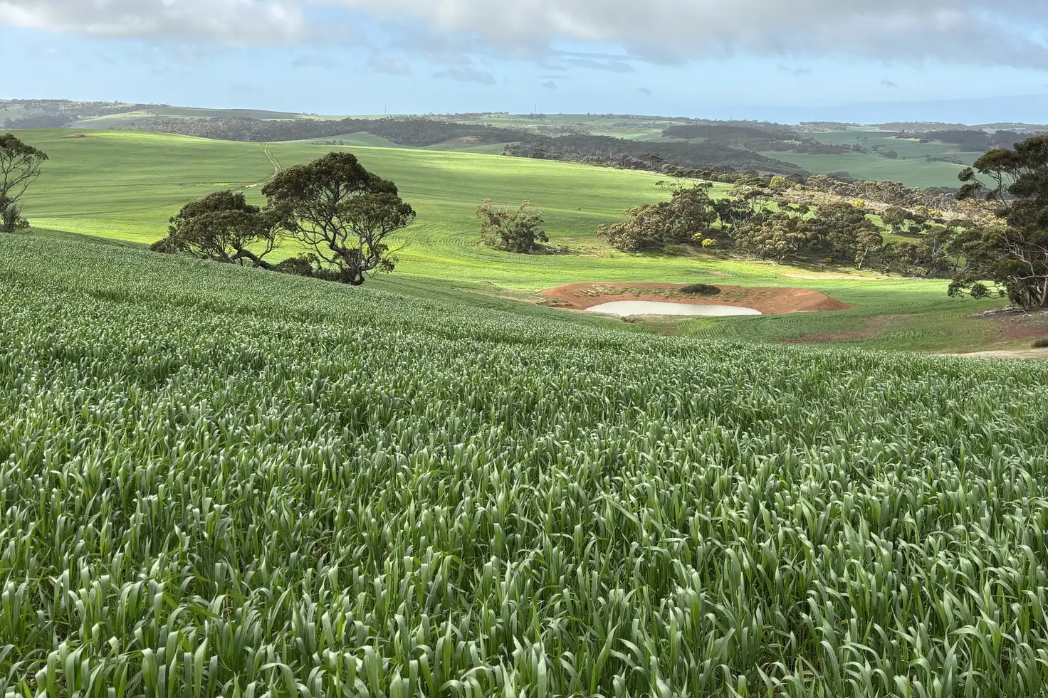 Main view of Homely rural property listing, 778 Pillaworta Road, Koppio SA 5607