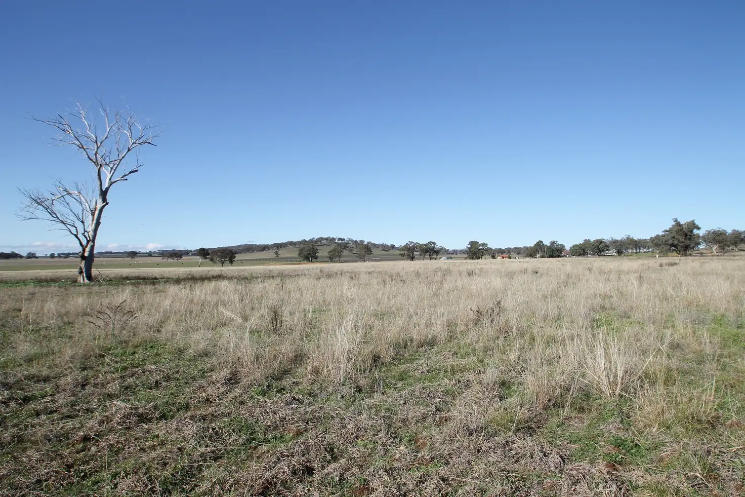Main view of Homely rural property listing, 130 Ridout Lane, Gulgong NSW 2852