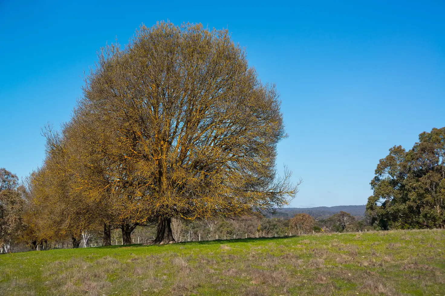 Main view of Homely land listing, 191 Bendigo-Sutton Grange Road, Elphinstone VIC 3448