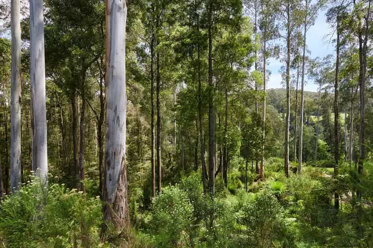 Sixth view of Homely land listing, 195 Loch Valley Road, Noojee VIC 3833
