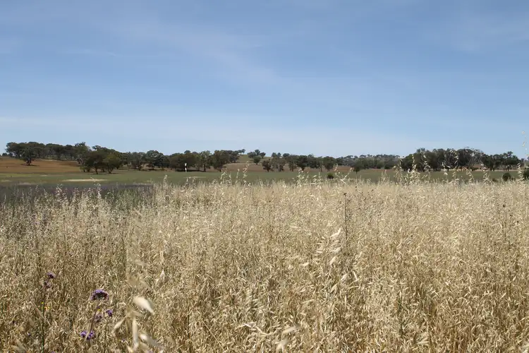 Seventh view of Homely rural property listing, LOT 1, 168 & 6, 168 Bergalin Road, Gulgong NSW 2852