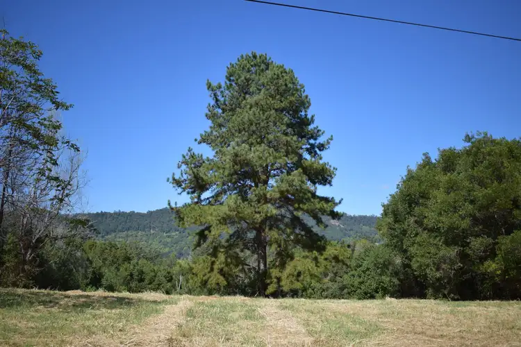 Main view of Homely land listing, 19 Basil Road, Nimbin NSW 2480