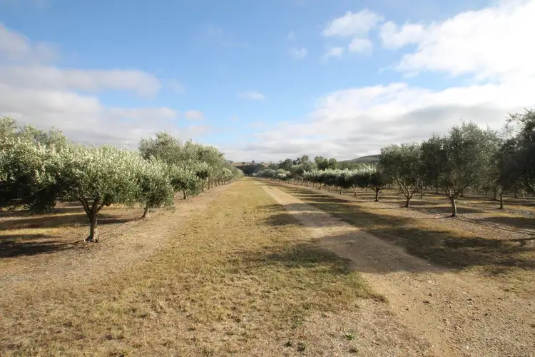 Second view of Homely rural property listing, 409 Botobolar Road, Mudgee NSW 2850