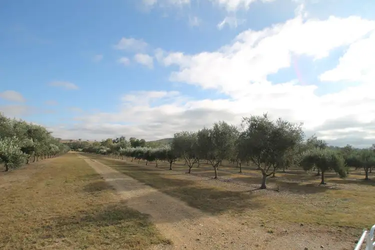 Fourth view of Homely rural property listing, 409 Botobolar Road, Mudgee NSW 2850