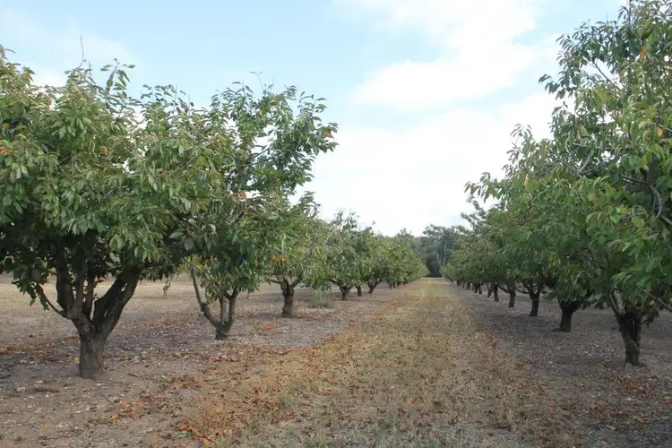Seventh view of Homely rural property listing, 409 Botobolar Road, Mudgee NSW 2850