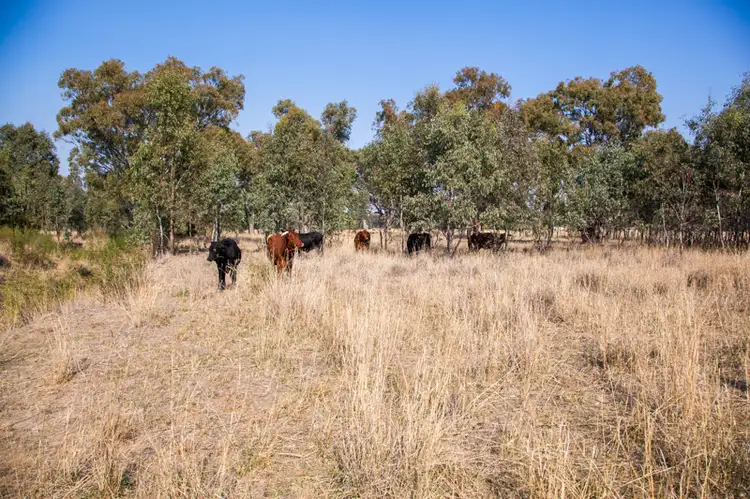 Third view of Homely rural property listing, Molkentin Road, Jindera NSW 2642