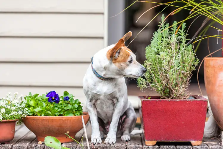 Sixth view of Homely house listing, 3 Sardinia Place, Birchgrove NSW 2041