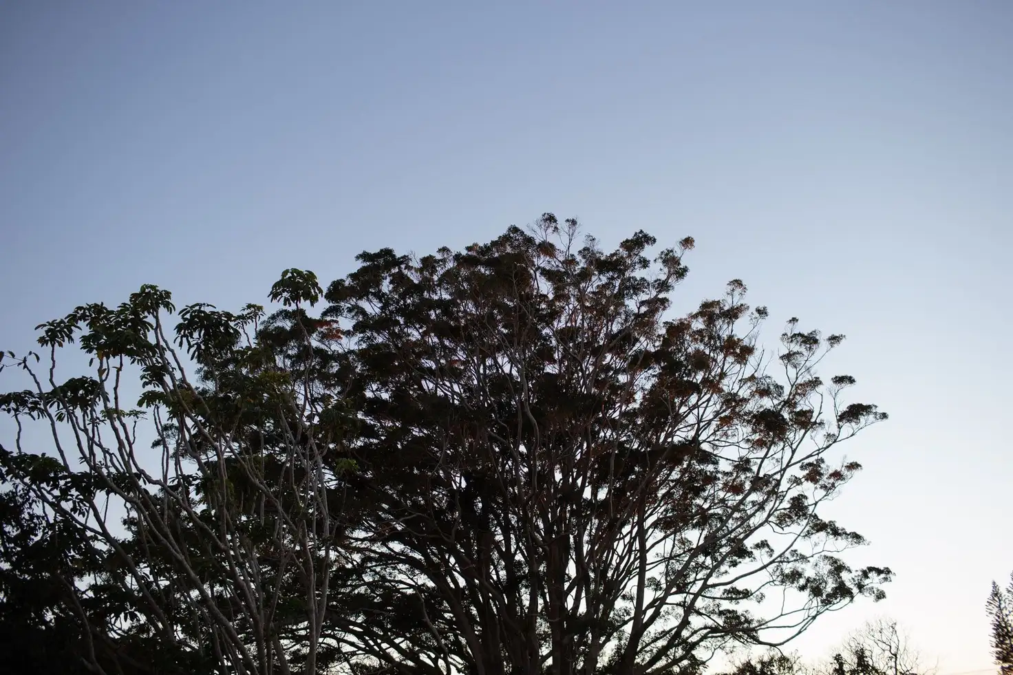 Main view of Homely land listing, Level 2, LOT 2, 41 Mcauleys Road, Terranora NSW 2486