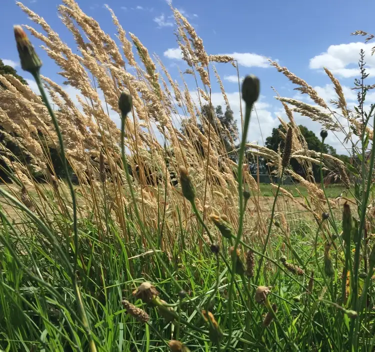 LOT 3 Brush Tail Lane, Longwarry VIC 3816