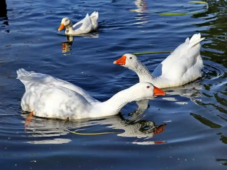 Seventh view of Homely land listing, Lot 29 Wattle Grove, Riddells Creek VIC 3431