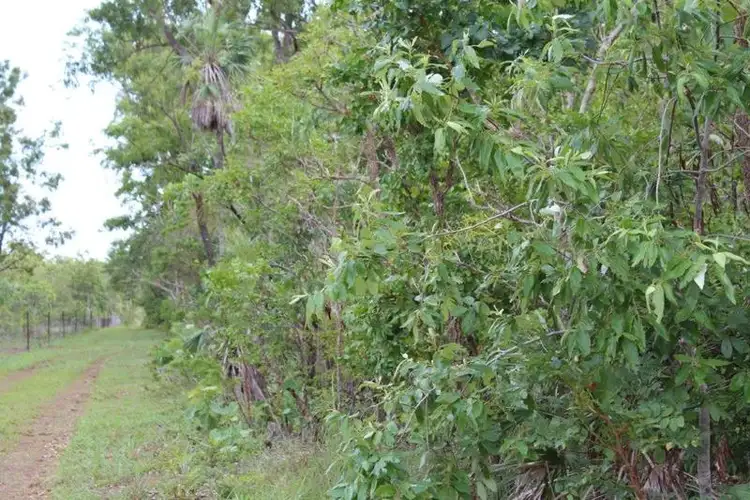 Fifth view of Homely rural property listing, 3665 Fog Bay Road, Dundee Forest NT 840