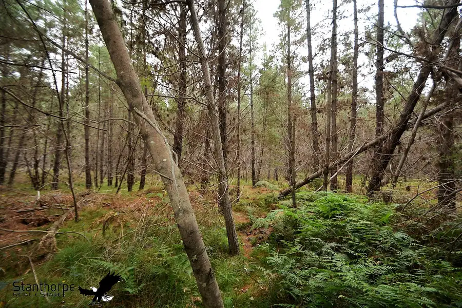 Main view of Homely rural property listing, LOT 248 Radiata Close, Sugarloaf QLD 4380