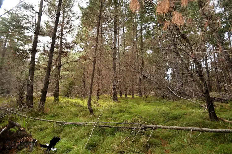 Fourth view of Homely rural property listing, LOT 248 Radiata Close, Sugarloaf QLD 4380