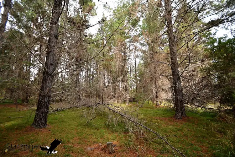 Seventh view of Homely rural property listing, LOT 248 Radiata Close, Sugarloaf QLD 4380