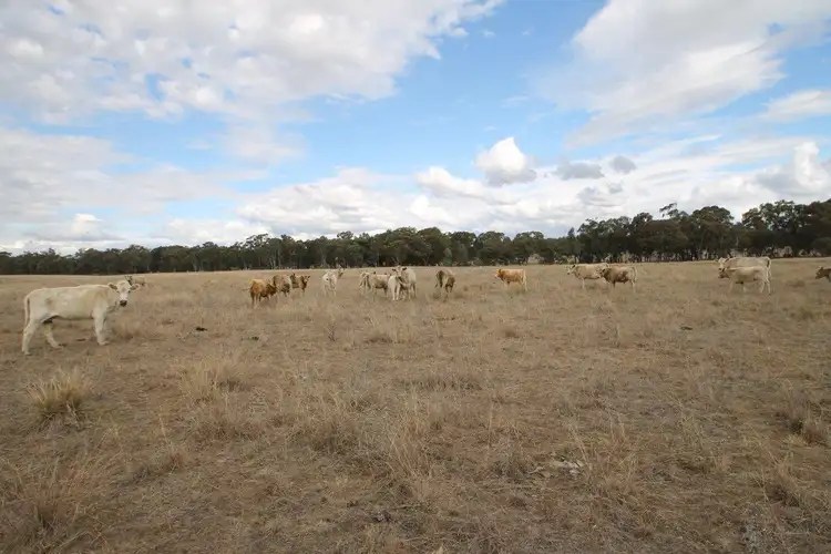 Fourth view of Homely rural property listing, 1515 Blue Springs Road, Gulgong NSW 2852