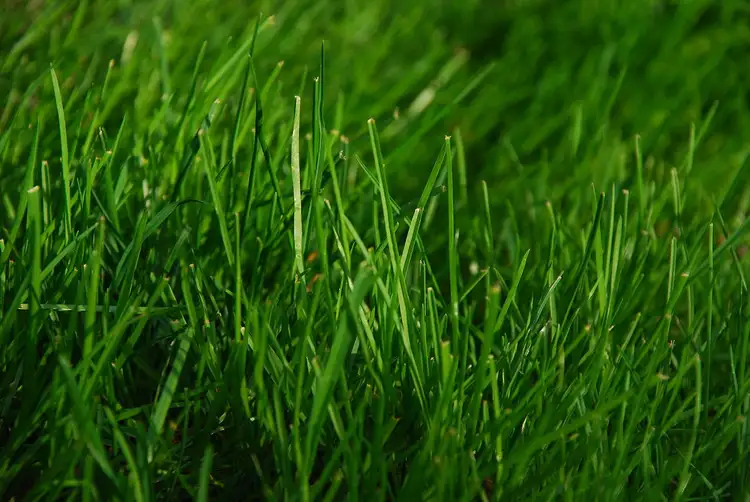 LOT 315 Bandicoot Circuit, Longwarry VIC 3816