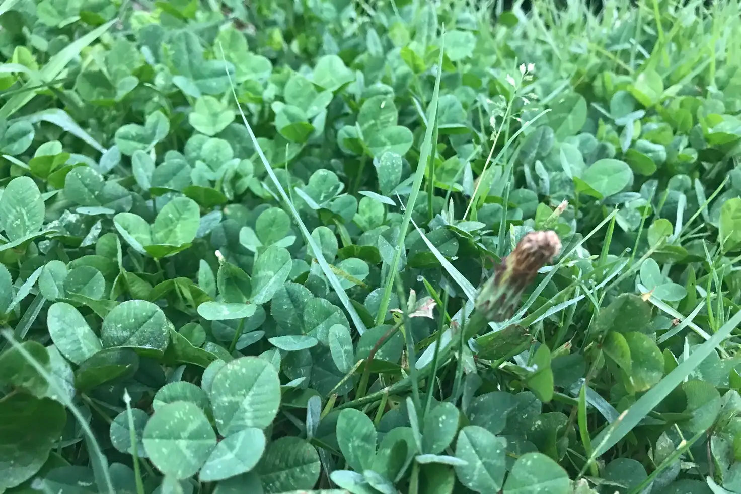 Main view of Homely land listing, LOT 319 Bandicoot Circuit, Longwarry VIC 3816