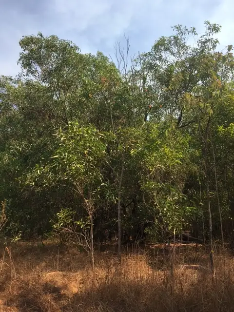 Sixth view of Homely rural property listing, Level Lot 9, LOT Lot 9, 329a Goode Road, Humpty Doo NT 836