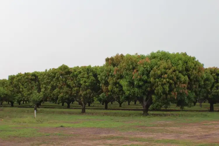 Third view of Homely rural property listing, 75 Cain Road, Lambells Lagoon NT 822