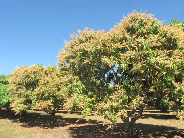Fifth view of Homely rural property listing, 75 Cain Road, Lambells Lagoon NT 822